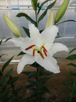 [5381 Meriva TL VZ No01.JPG]